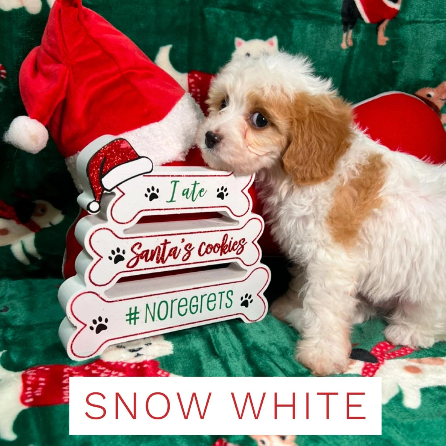 Taylored Dogs-Snow White