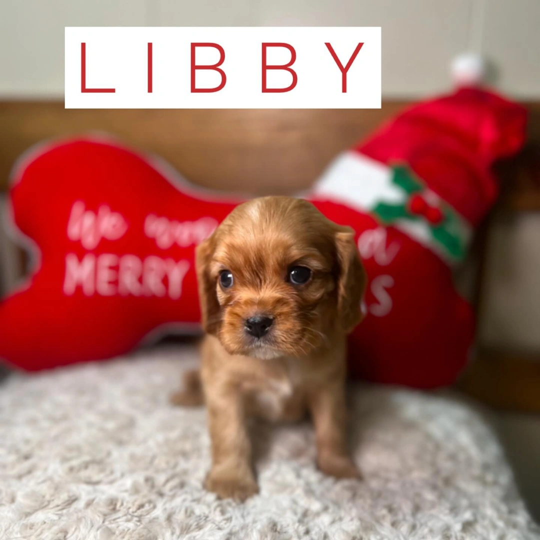 Libby Puppy