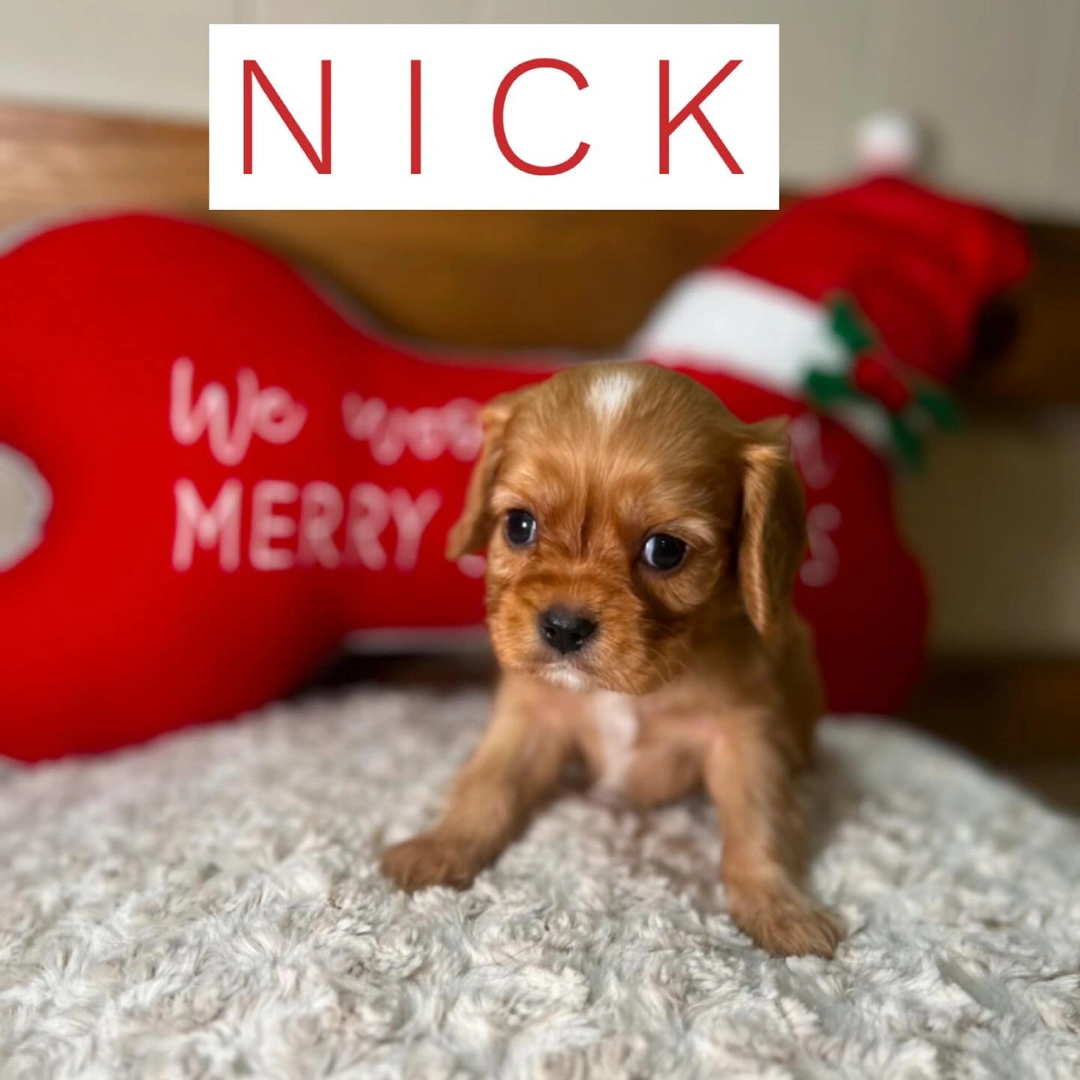Nick Puppy