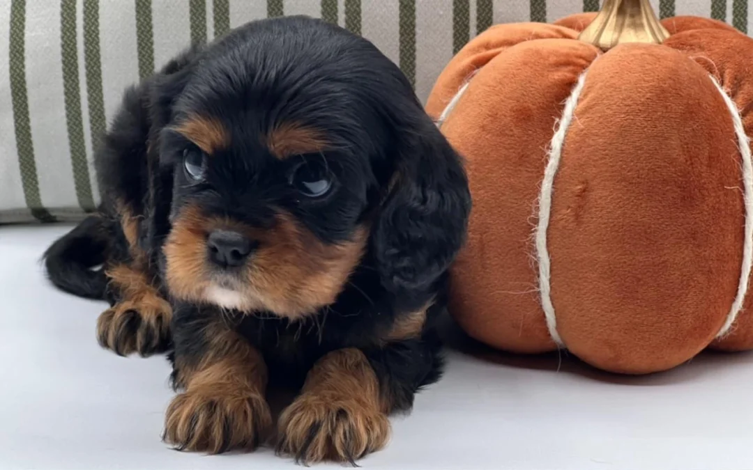 What to Expect When Bringing Home a New Puppy?