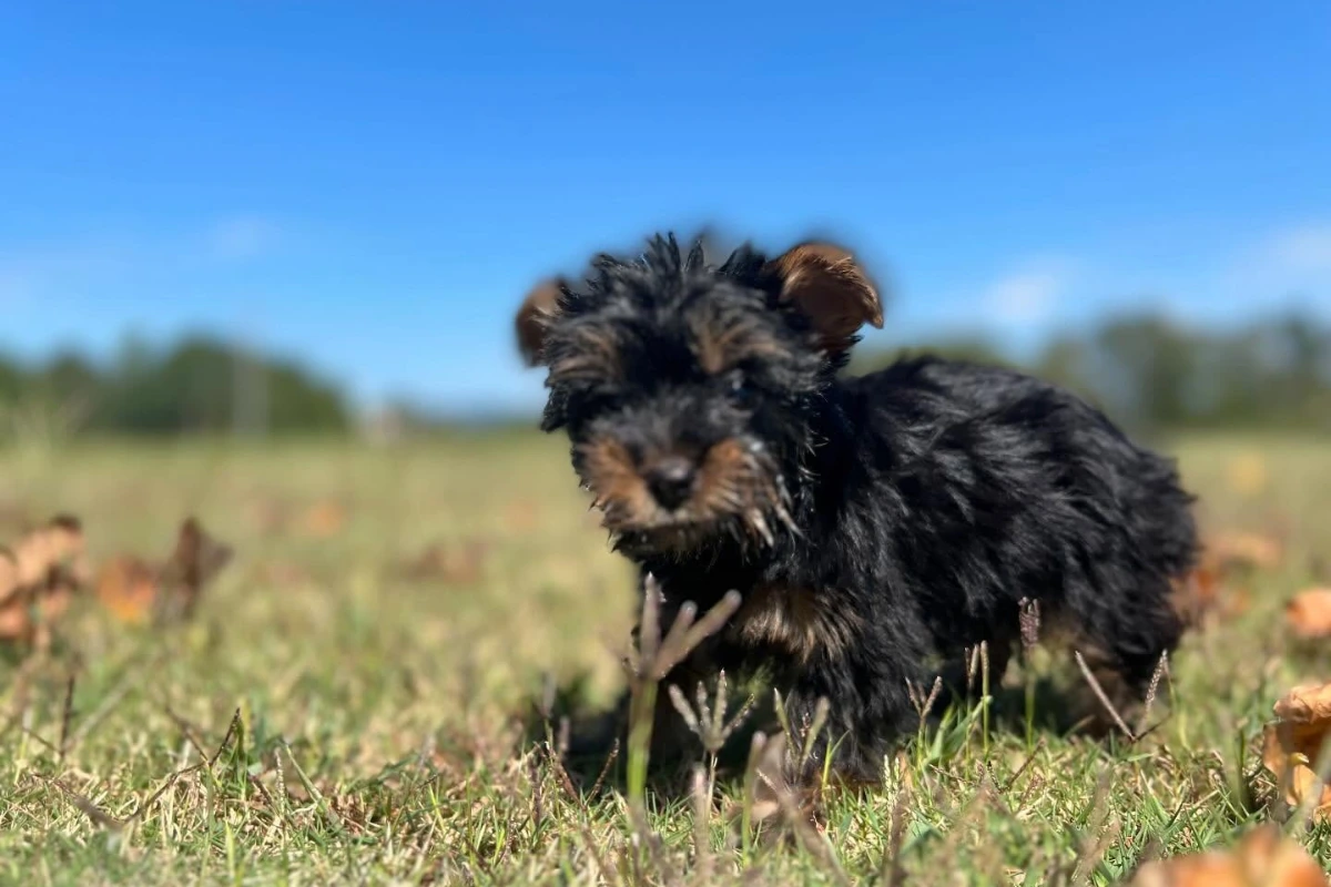 5 Common Puppy Training Mistakes