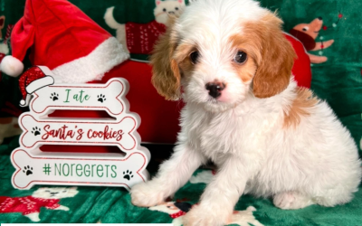 Best Dog Food for Summer in Mena, Arkansas