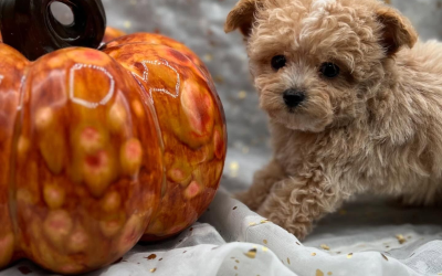 Dog Seasonal Allergies in Mena | How to Protect Your Pup