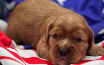 Meet Bravo: The Confident Cavapoo Boy with a Heart of Gold