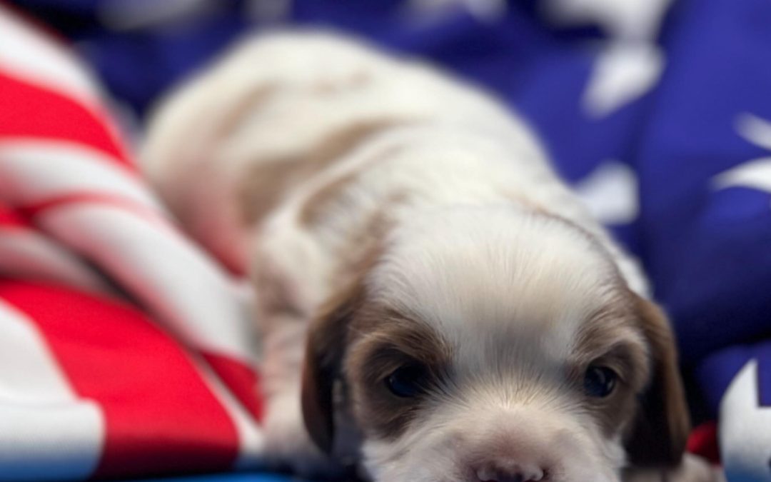 Meet Anthem: A Brave, Bright Cavapoo Boy Born to Be Yours