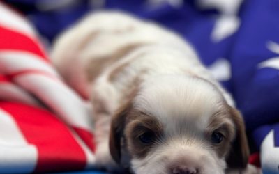 Meet Anthem: A Brave, Bright Cavapoo Boy Born to Be Yours