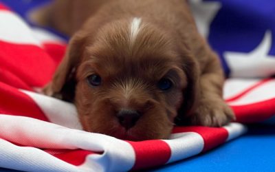Meet America: Discover This Gentle Cavapoo