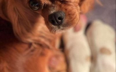 The Tale of Bear: Love and Patriotic Puppies