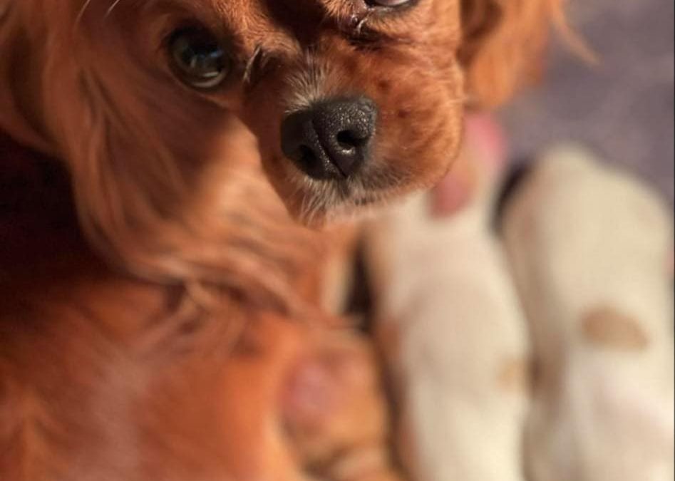 The Tale of Bear: Love and Patriotic Puppies