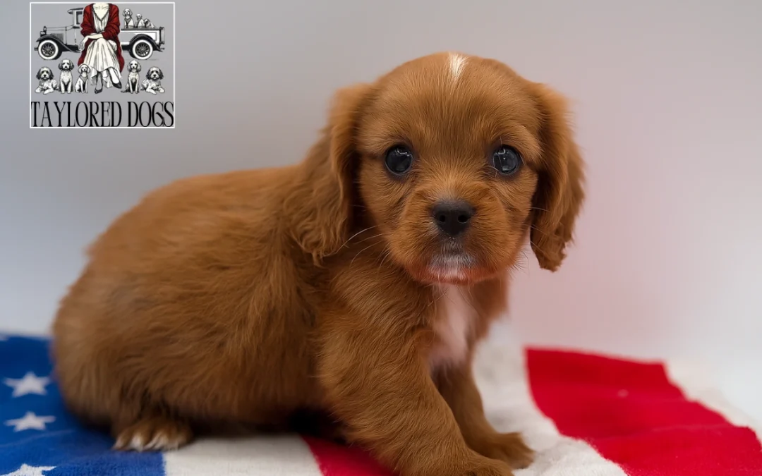 Are Cavapoos Hypoallergenic? The Truth Revealed