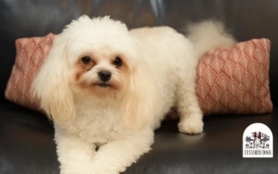 The Ultimate New Puppy Guide: Tips for First-Time Owners