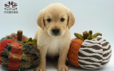 Choosing the Perfect Hypoallergenic Dog Breed: What You Need to Know