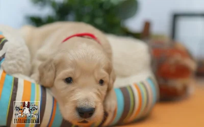 Top 5 Puppy Training Tips Every New Dog Owner Should Know