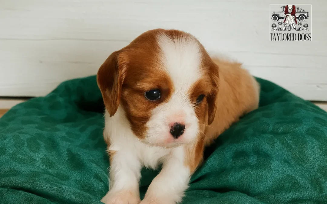 Puppy Training Secrets: How to Raise a Well-Behaved Best Friend