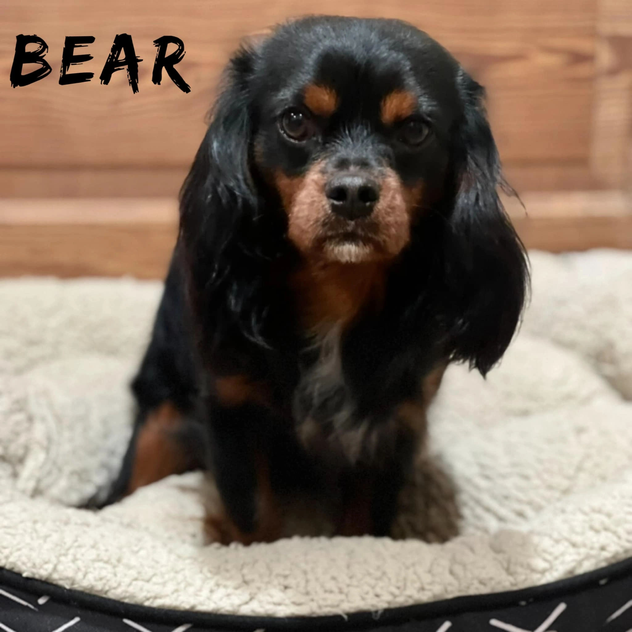 Male Ruby Cavalier King Charles Spaniel puppy named Dallas with white markings sitting on a red heart-patterned blanket