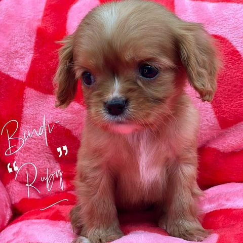 Female Ruby Cavalier King Charles Spaniel puppy named Bindi with white markings sitting on a red blanket