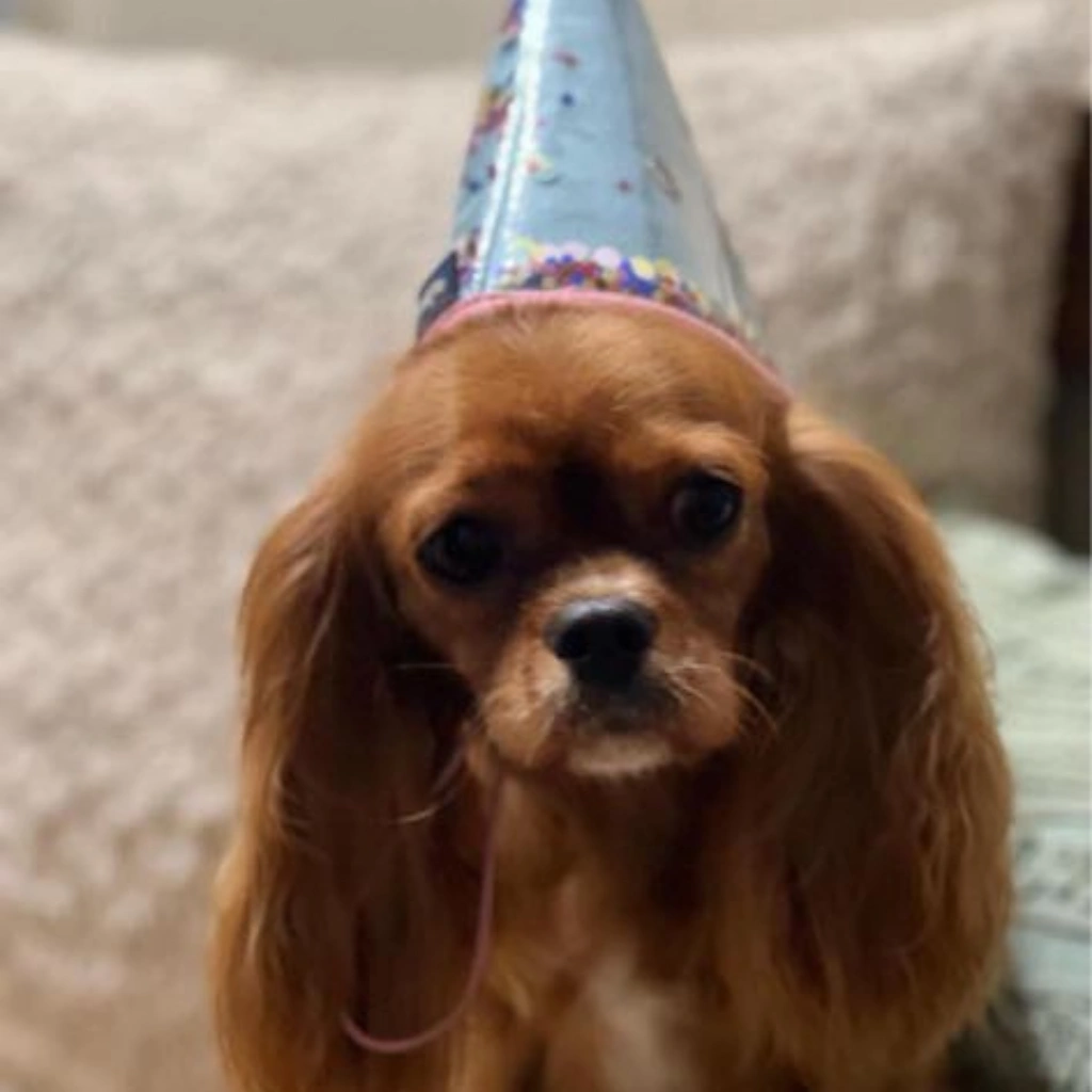 Cavalier King Charles Spaniel Wearing a Party Hat