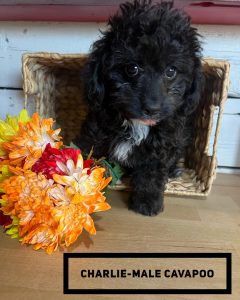 Charlie Male Cavapoo puppy-mena-ar