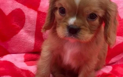 Adopt Cavalier King Charles Spaniel Puppies for Adoption | Taylored Dogs