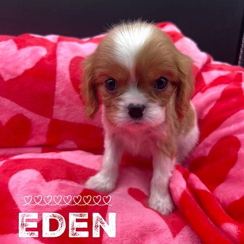 Female Blenheim Cavalier King Charles Spaniel puppy named Eden sitting on a red heart-patterned blanket
