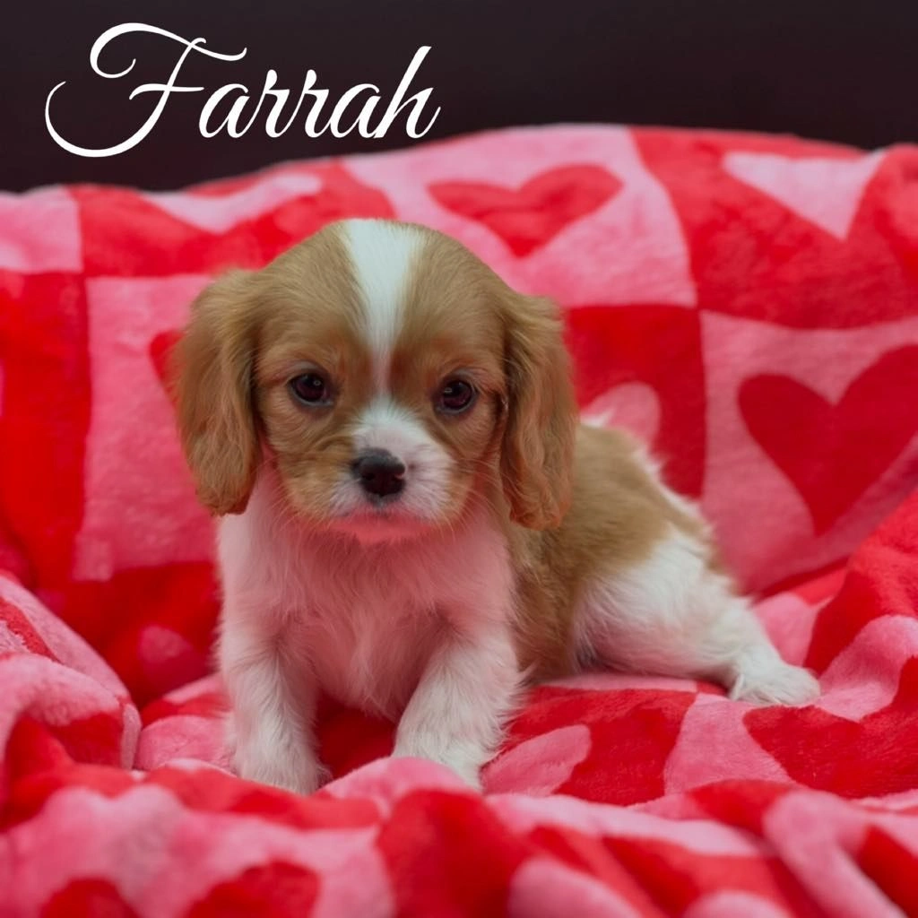 Female Blenheim Cavalier King Charles Spaniel puppy named Eden sitting on a red heart-patterned blanket