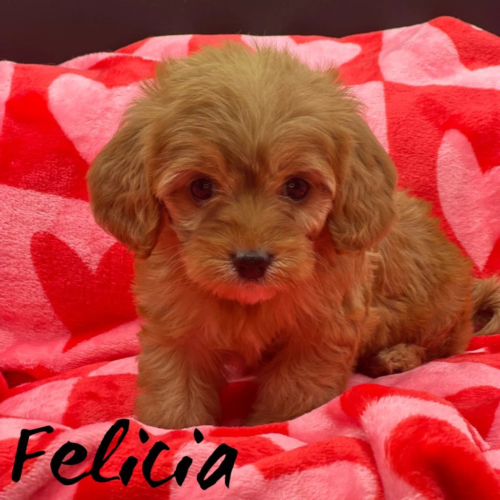 Female Ruby Cavalier King Charles Spaniel puppy named Bindi with white markings sitting on a red blanket