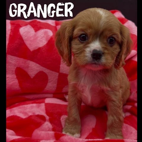 Male Ruby Cavalier King Charles Spaniel puppy named Granger with white markings sitting on a red heart-patterned blanket
