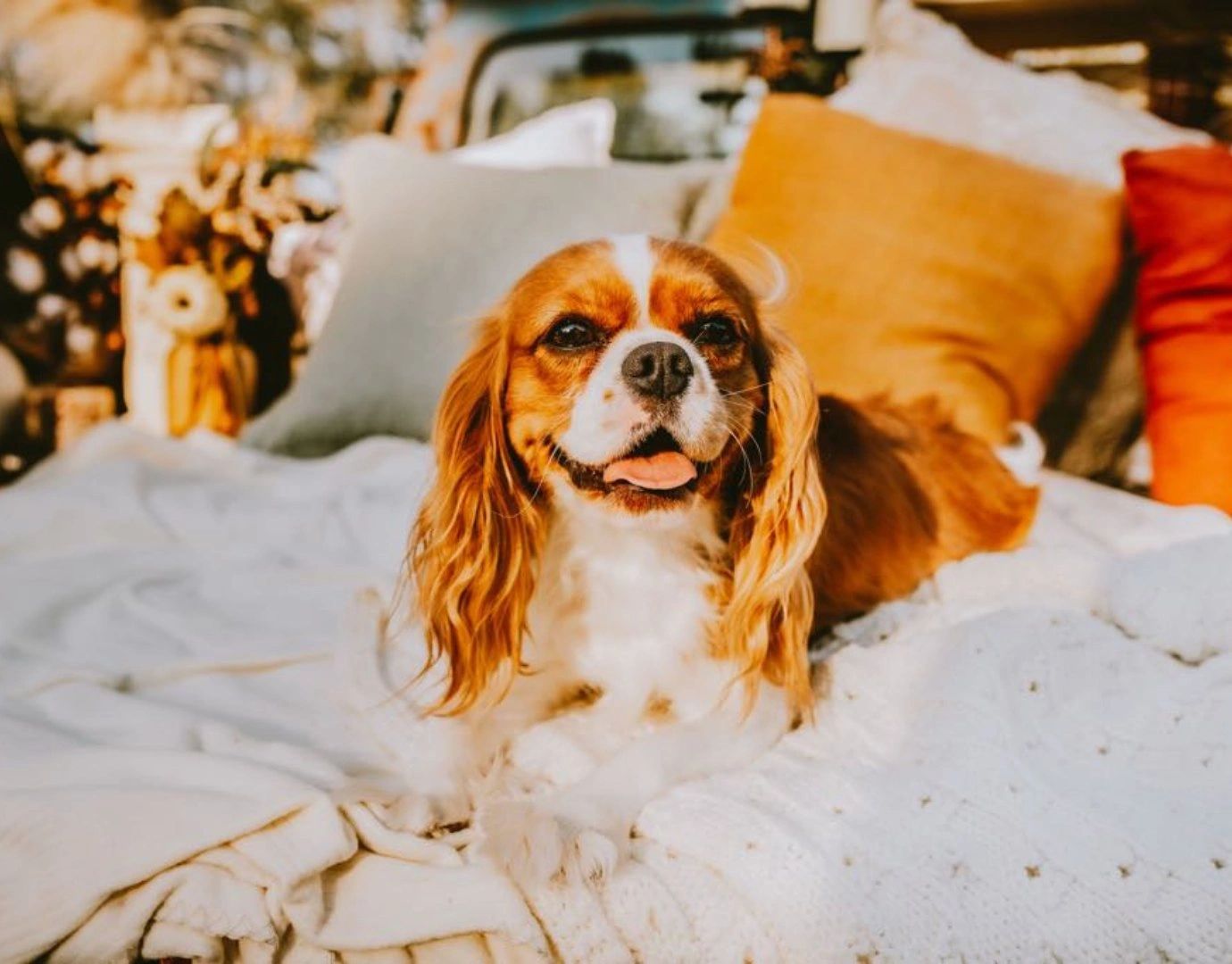 Smiling Cavalier King Charles Spaniel lying comfortably on a soft bed with warm natural lighting