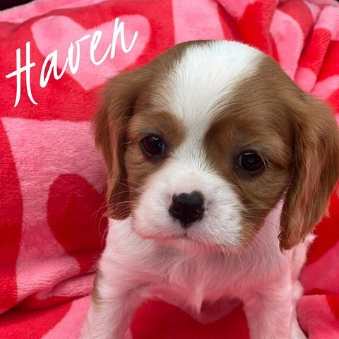 Female Blenheim Cavalier King Charles Spaniel puppy named Haven sitting on a red heart-patterned blanket