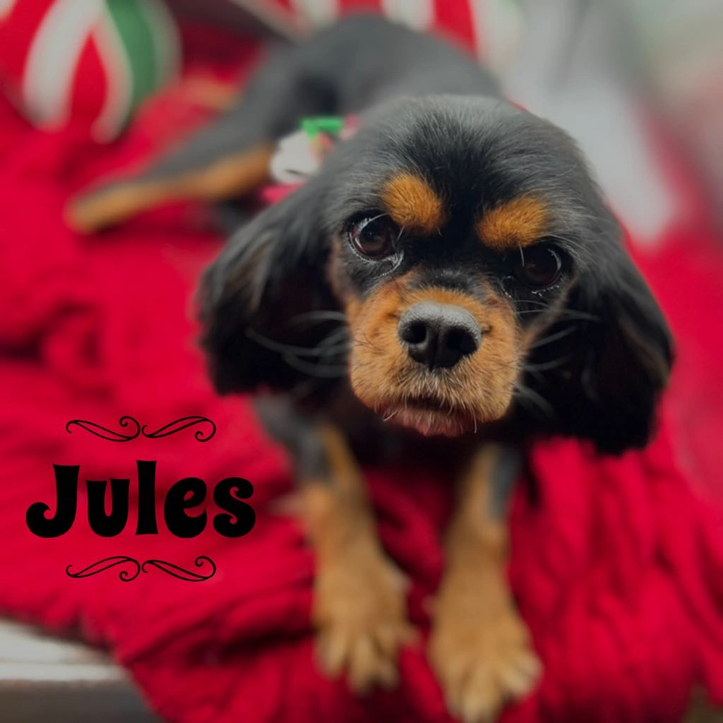 Male Ruby Cavalier King Charles Spaniel puppy named Dallas with white markings sitting on a red heart-patterned blanket
