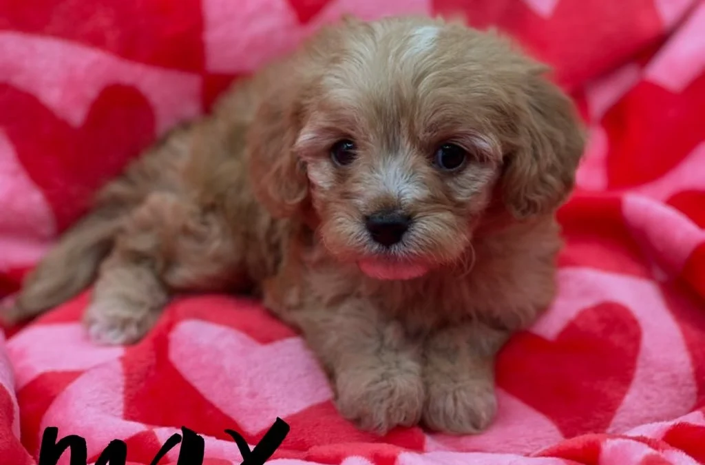 Best Family Dogs for Mena, Arkansas Living: The Ultimate Local Guide