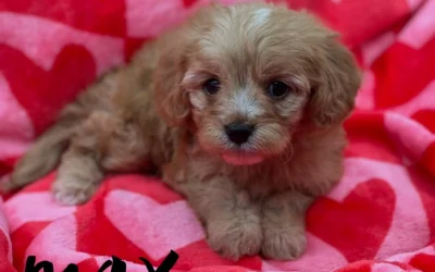 Best Family Dogs for Mena, Arkansas Living: The Ultimate Local Guide