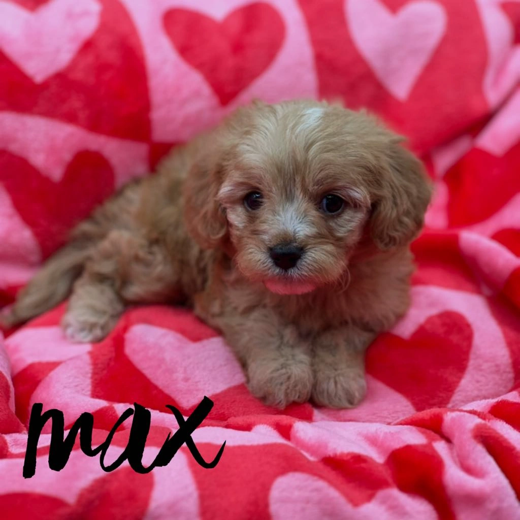 Female Ruby Cavalier King Charles Spaniel puppy named Bindi with white markings sitting on a red blanket
