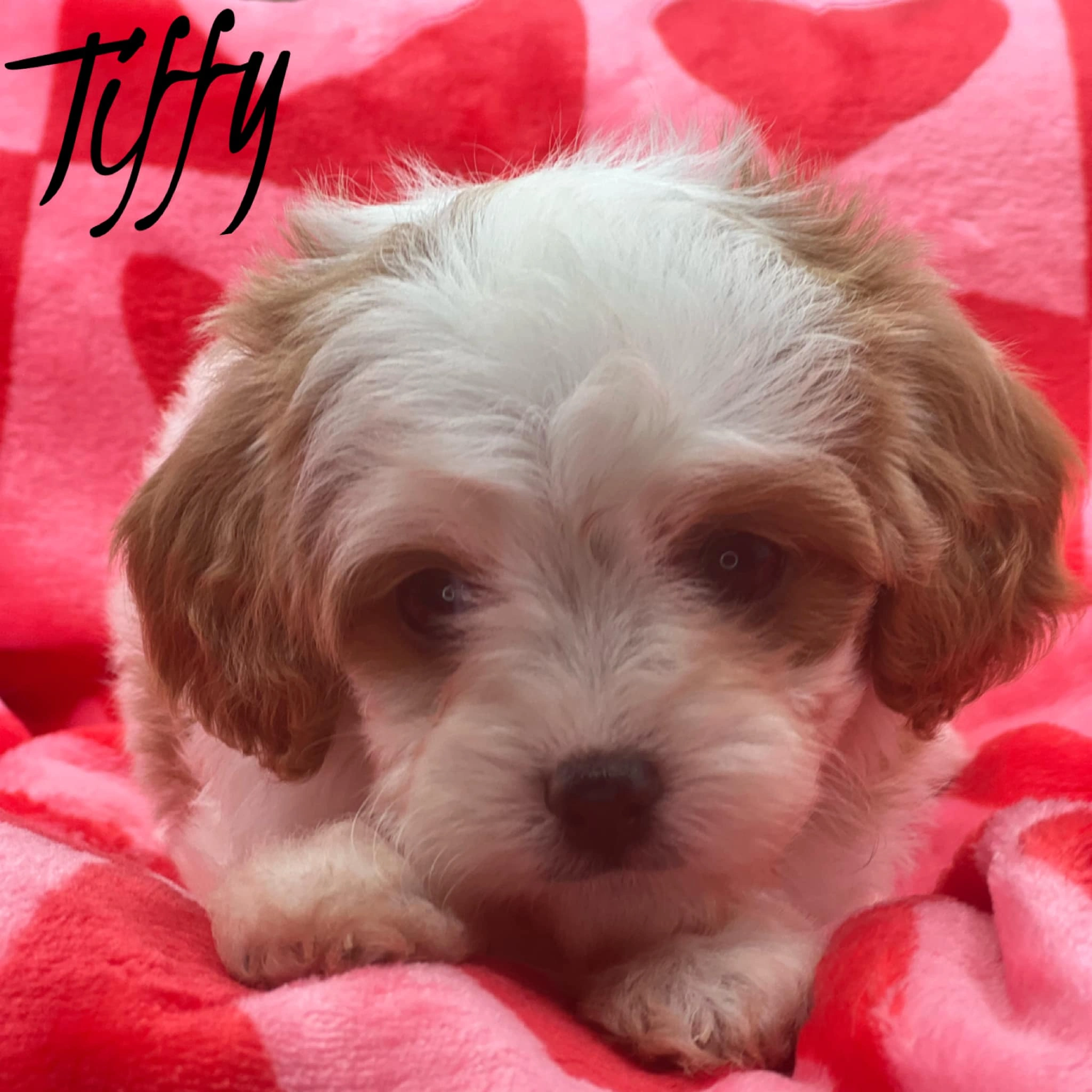 Male Ruby Cavalier King Charles Spaniel puppy named Dallas with white markings sitting on a red heart-patterned blanket
