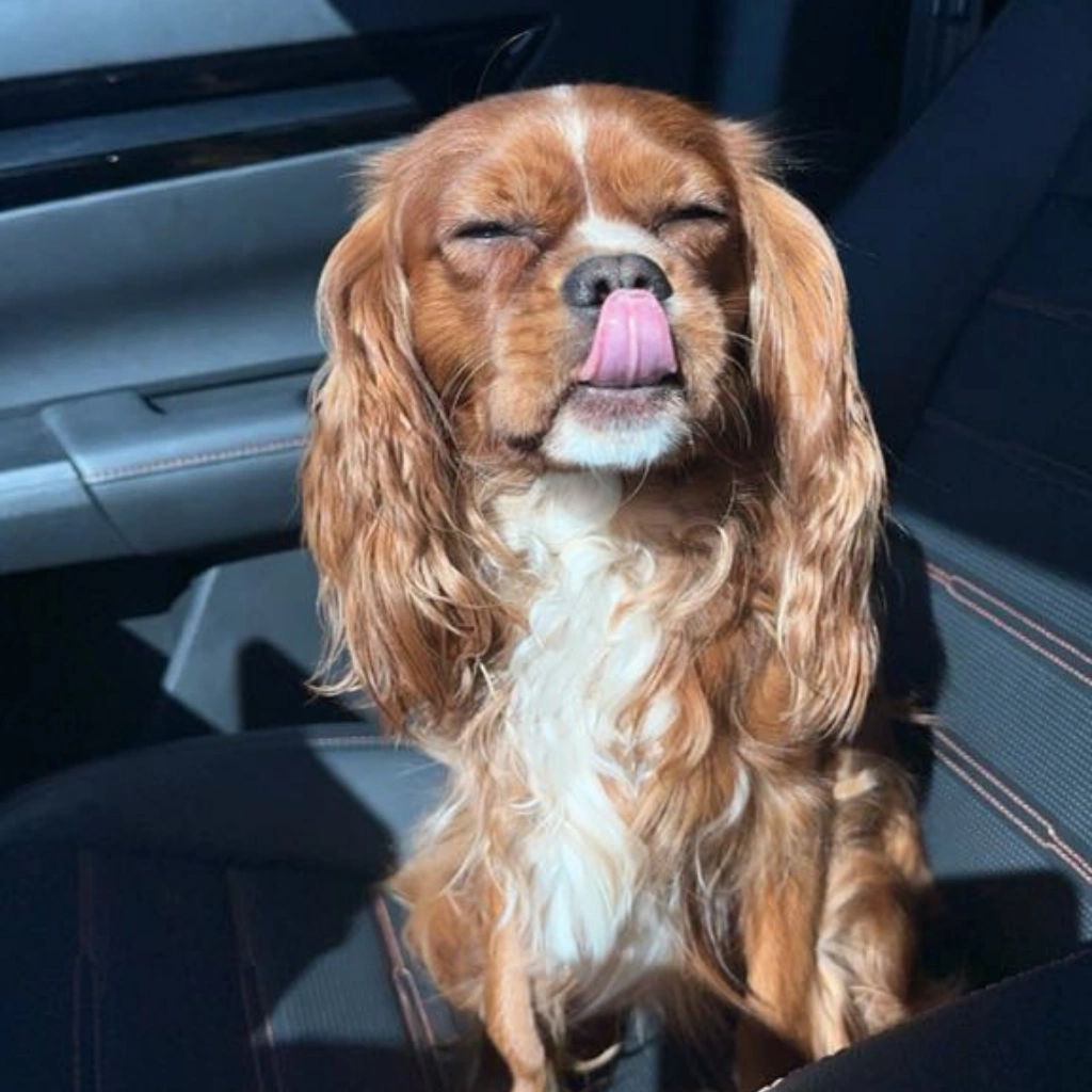 Cavalier King Charles Spaniel sitting on a car seat with eyes closed and tongue out