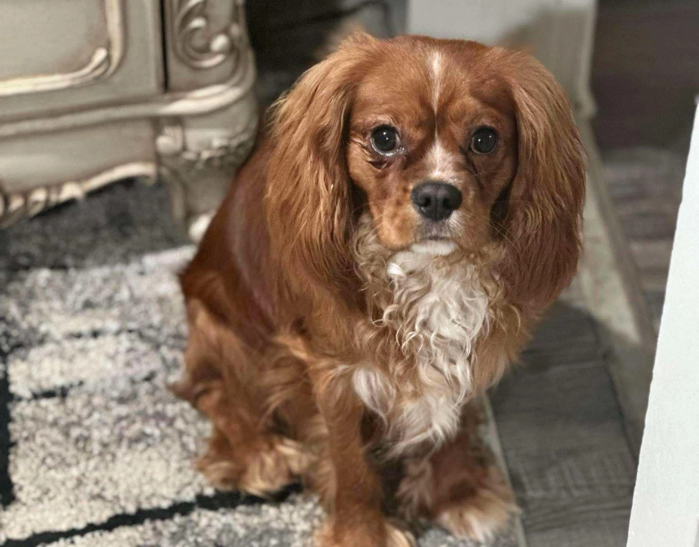 Cavalier King Charles Spaniel sitting on a patterned rug indoors with soft natural lighting