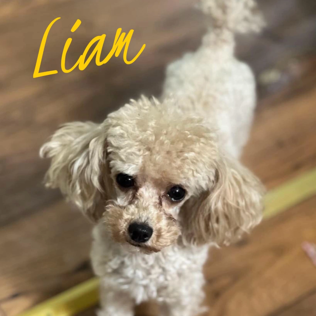 Female Ruby Cavalier King Charles Spaniel puppy named Bindi with white markings sitting on a red blanket