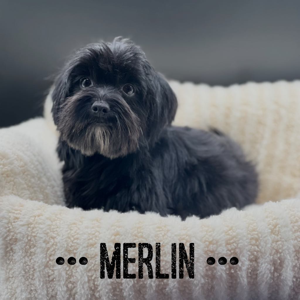 Female Ruby Cavalier King Charles Spaniel puppy named Bindi with white markings sitting on a red blanket