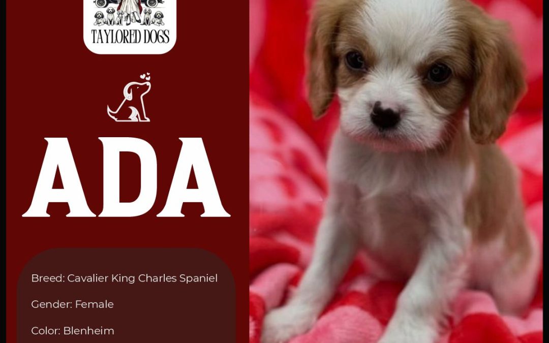 Meet Our Adorable New Puppies Ready for Adoption at Taylored Dogs