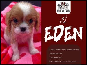 small-hypoallergenic-dog-breeds-mena-ar