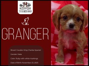 small-hypoallergenic-dog-breeds-mena-ar